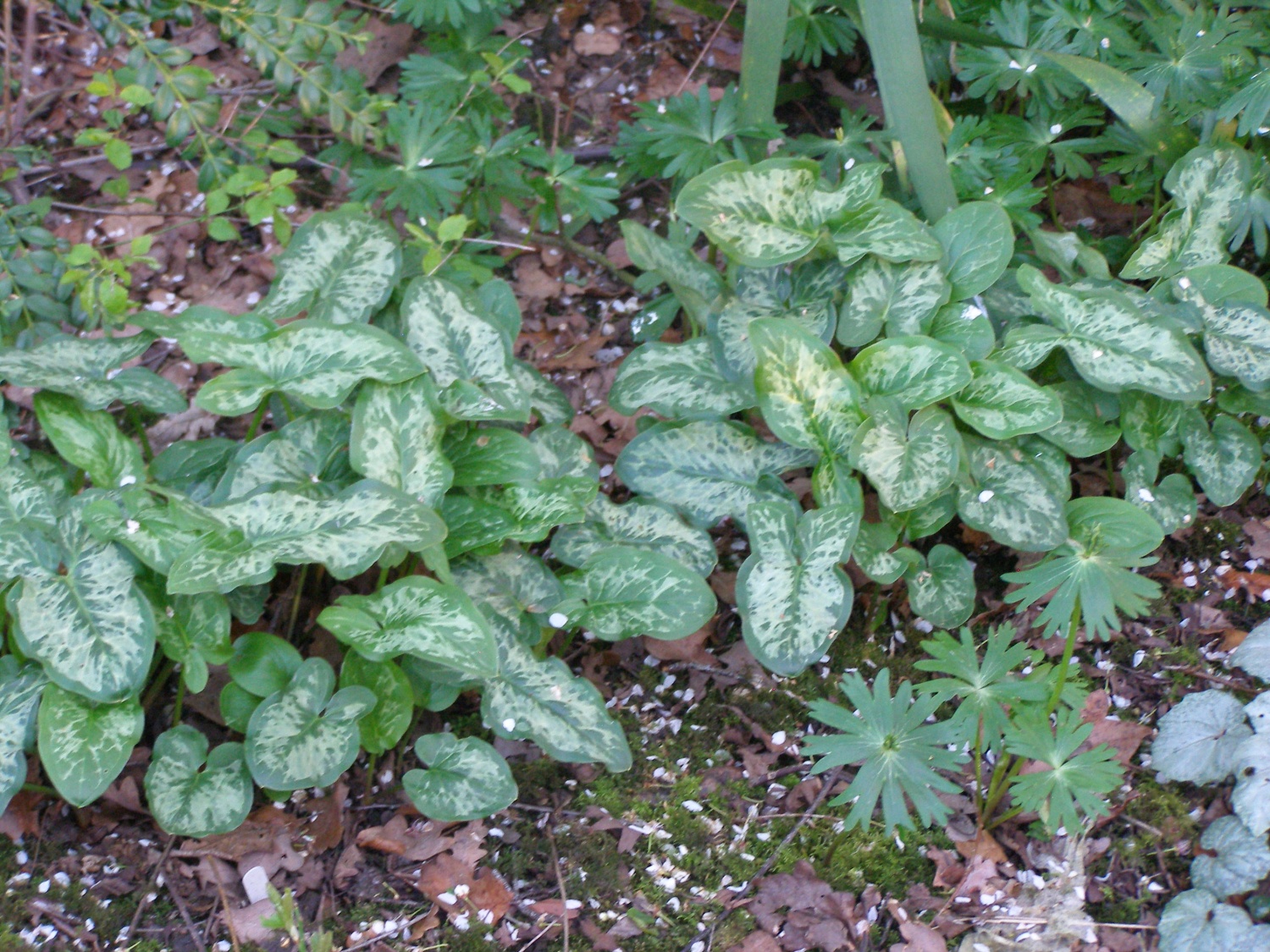 Arum italicum subsp. italicum 'Godzilla'